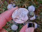 Sakura Flower Agate Turtles