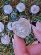 Sakura Flower Agate Turtles