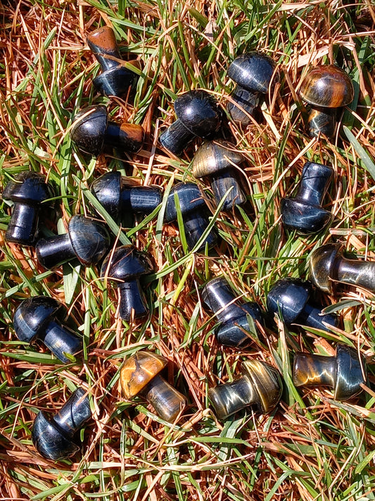 Blue and Yellow Tigers Eye Mushrooms